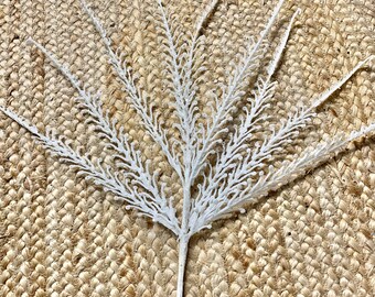 White Glitter Dragon Fern ~ 21 inch