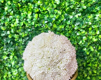 4 inch White Succulent Orb