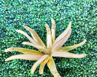 24 inch Golden Pinwheel Poinsettia