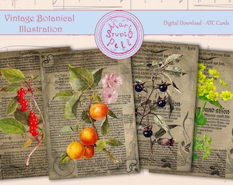 Vintage Botanical Illustration - Digital Collage Sheet Digital Cards Instant Download Printable ATC Cards 2.5”x3.5” ACEO Botanical Cards