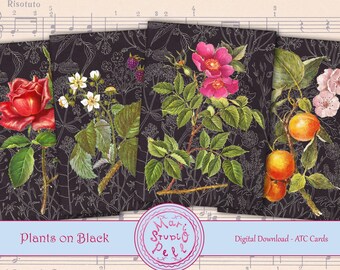 Plants on Black Digital Collage Sheet Digital Cards Instant Download Printable ATC Cards 2.5”x3.5” ACEO Botanical Cards Digital Image Flower