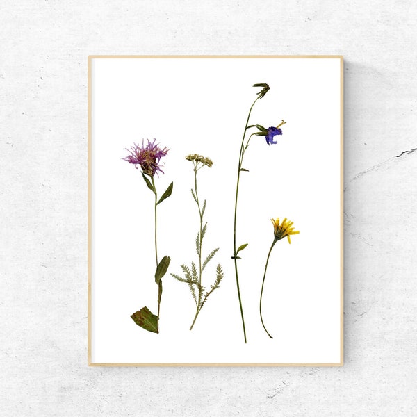 Dried flowers print, Botanical print, Botanical clipart, Digital Download PNG / JPG Files for Collages, Graphic Design, Wall Art poster