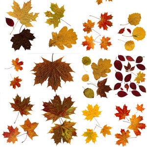 Foglie d'autunno, carta digitale, riviste spazzatura, fornitura di arte a tecnica mista, carta scrapbook, trama di foglie autunnali. Colori autunnali, download istantaneo