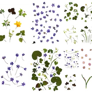Flores da primavera, folhas, papel digital, pacote de papel da primavera, flores digitais, flores reais para imprimir, flores prensadas, folhas prensadas, colagem