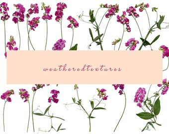 Download Sweet Pea Clipart Etsy