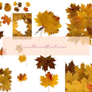 14 Hoja de otoño Clipart, PNG Fondo transparente, Hojas secas, hojas prensadas, Hojas de otoño JPG, Pdf, Otoño PNG, Hojas. Descarga instantánea