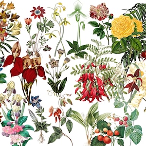 Vintage botanische clipart, 20 png-digitale afbeelding, antieke kunst, afdrukbare bloemillustratie, commercieel gebruik, download, kit 4