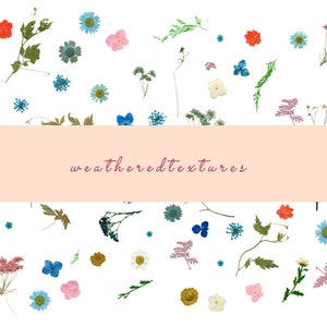 Clipart de fleurs séchées, Clipart de fleurs sèches, Fleur pressée séchée PNG, Clipart de fleurs d’herbier, Fleurs séchées numériques, Mariage Boho