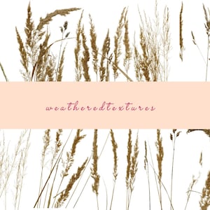 Clipart herbe de la pampa, herbe séchée, clipart herbe sauvage, 10 PNG, clipart herbe beige, bouquet séché floral bohème, clipart mariage
