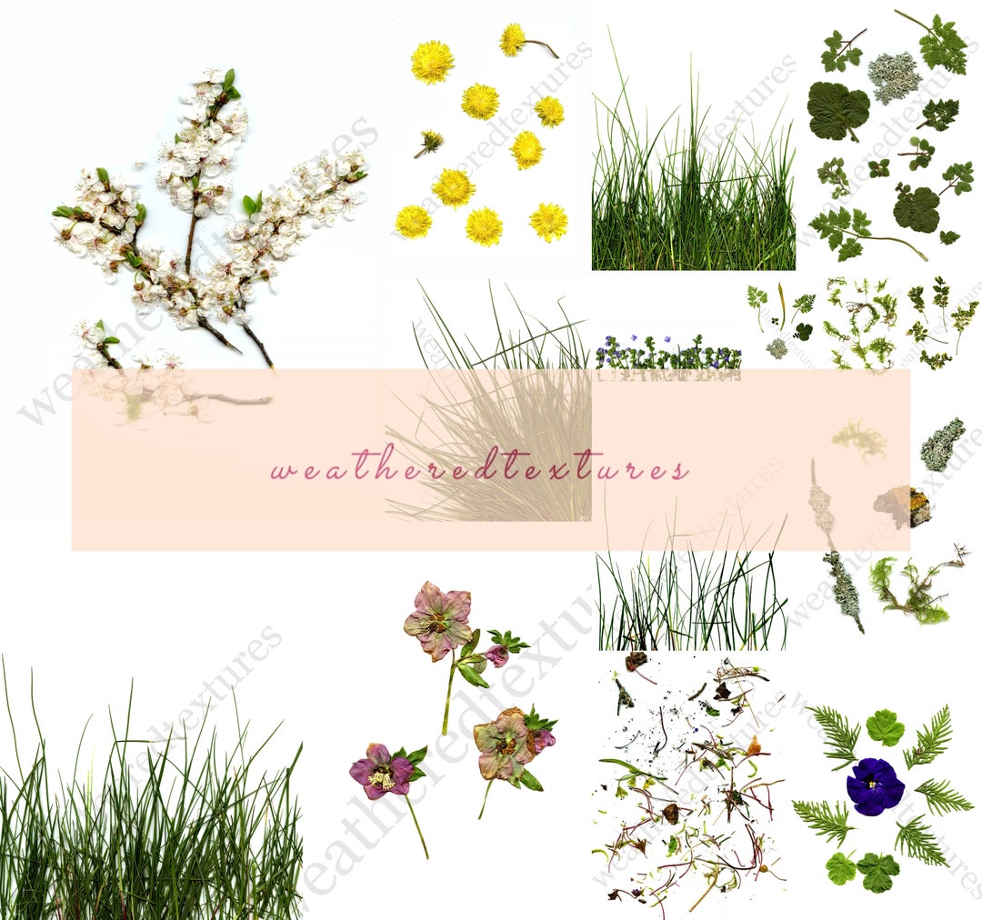 Pressed Flowers, Pressed Leafs, Printable Pressed Flowers, JPG, PDF ...