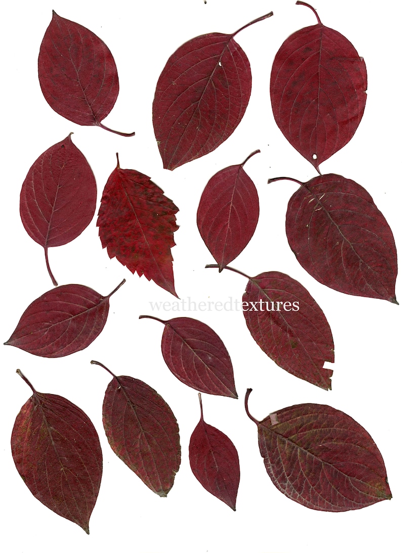 Pressed Flowers Pressed Leaves Printable Pressed Flowers - Etsy