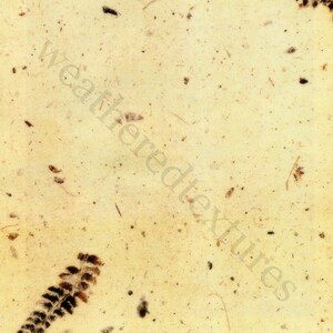 May include: A close-up of a textured, off-white paper background with brown flecks and two dark brown fern-like leaves.