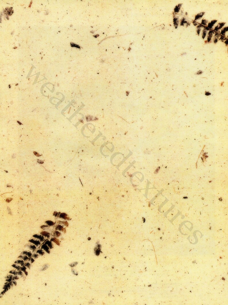 May include: A close-up of a textured, off-white paper background with brown flecks and two dark brown fern-like leaves.