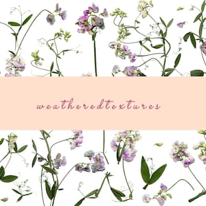 Clipart de fleur de pois, Clipart de pois doux, Png de fleur de pois, Art de fleurs pressées, Clipart botanique, PNG de pois doux, Clipart de fleurs, Fleurs PNG