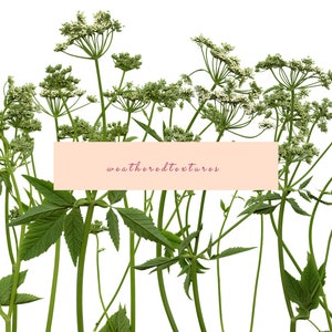 Clipart de flores silvestres 14 clipart de flores PNG, flor prensada PNG, clipart de flores, clipart de flores de herbário, flores digitais