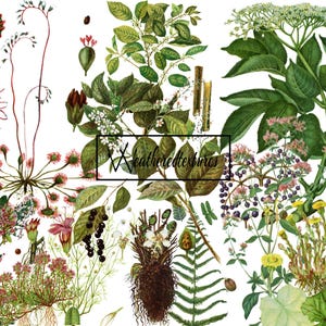 Imágenes prediseñadas de ilustraciones botánicas, 10 archivos PNG, imágenes prediseñadas botánicas vintage, ilustración digital, arte antiguo, ilustración de flores, kit 5