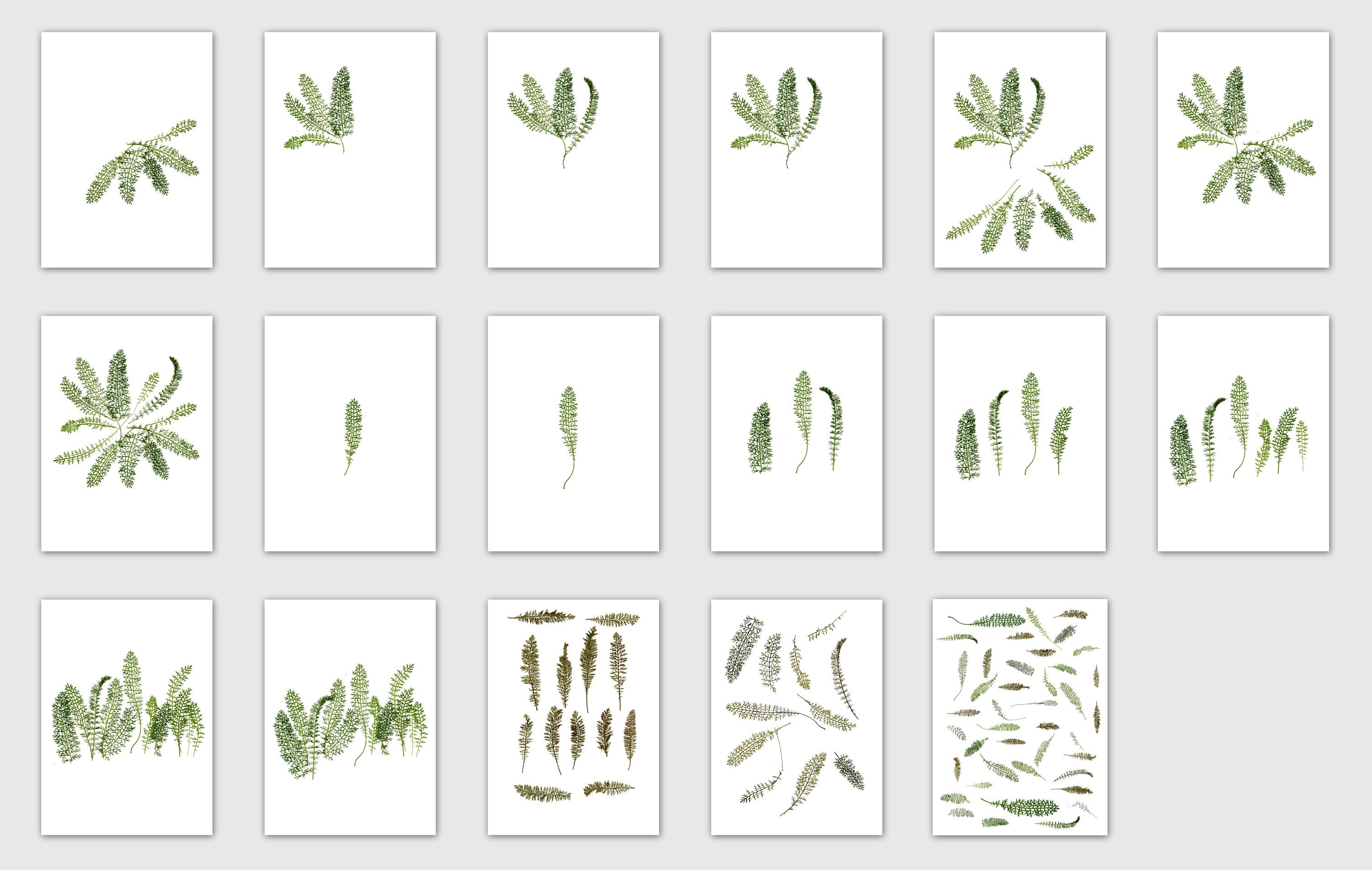 Printable Pressed Leaves Digital Download Printable Art - Etsy