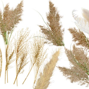 Pampasgras clipart 10 PNG wild & gedroogd beige boho bloemen boeket bruiloft digitale download