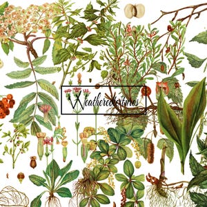 植物イラスト クリップアート、10 PNG ファイル、ビンテージ植物クリップアート、デジタルイラスト、アンティークアート、花のイラスト、キット 2