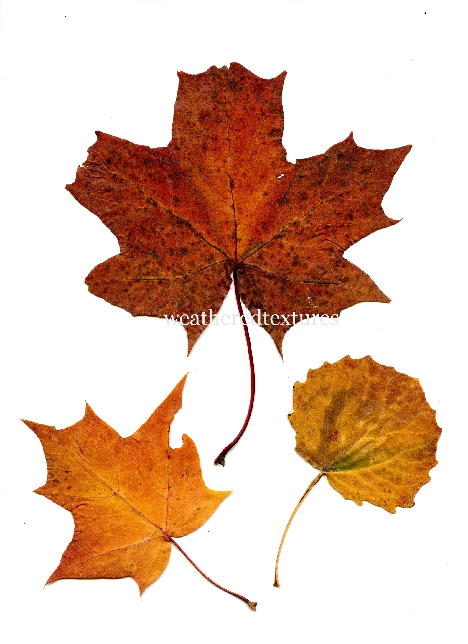 Pressed Leaves Printable Pressed Leaves Digital Download - Etsy