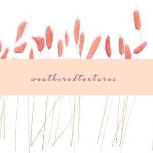 Clipart de la Pampa rose, Clipart de l’herbe de la Pampa, Clipart de l’herbe séchée, Clipart de l’herbe, 28 PNG, Bouquet séché floral Boho, Clipart de mariage