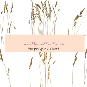 Clipart d'herbe de la pampa, herbe séchée, clipart herbe sauvage, 6 PNG, clipart herbe beige, bouquet séché floral bohème, clipart mariage