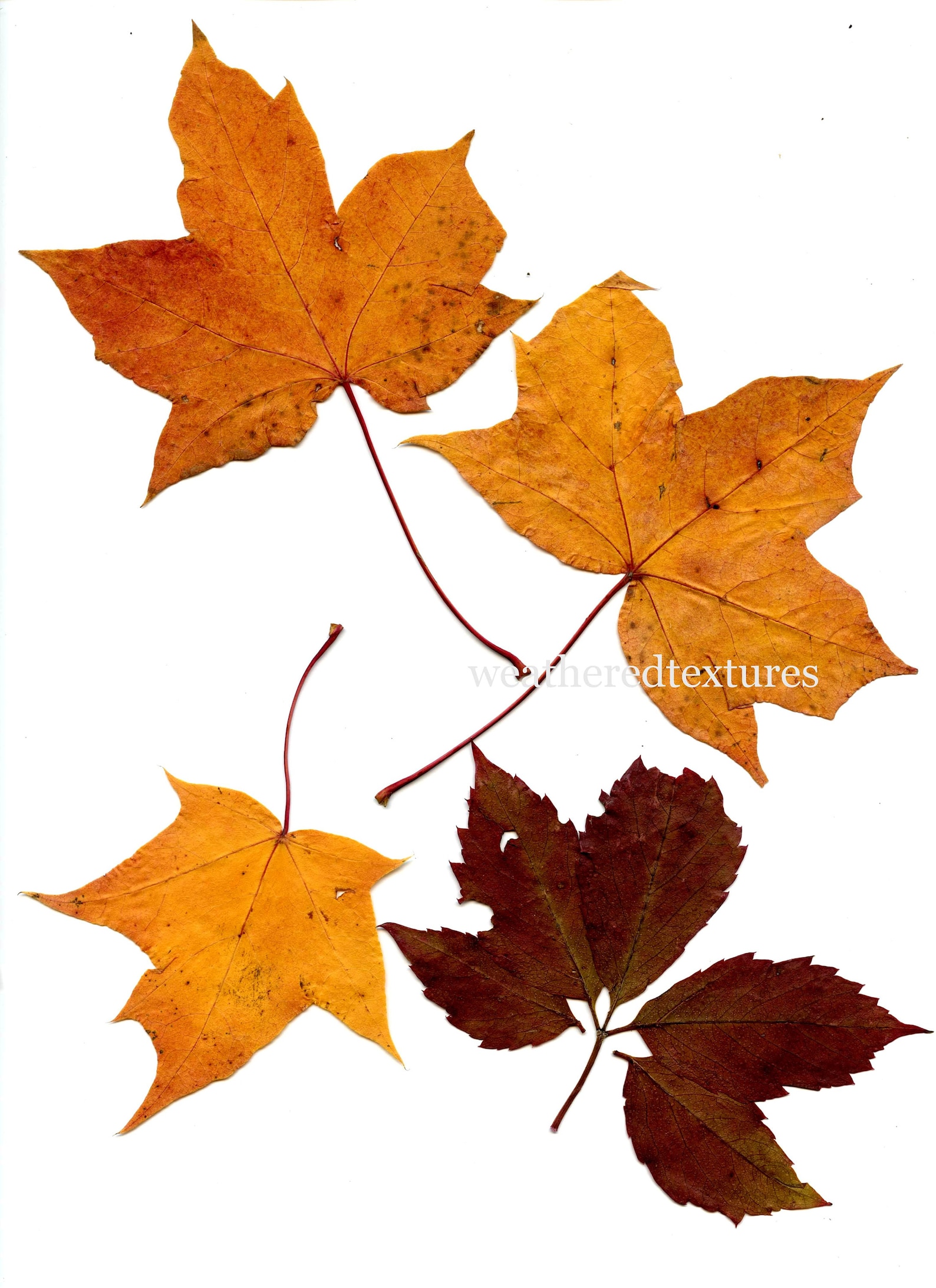 Pressed Leaves Printable Pressed Leaves Digital Download - Etsy