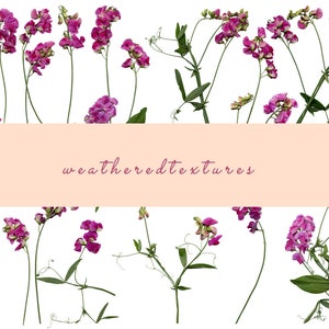 Sweet Pea PNG, Clipart de fleurs, Fleurs PNG, Clipart de fleurs de pois, Clipart de pois doux, Fleur de pois PNG, Art de fleurs pressées, Clipart botanique