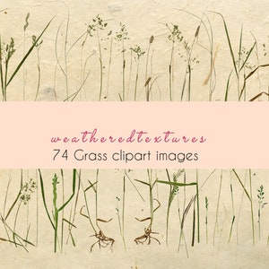 74 Grass clipart images, Wild grass clipart, Meadow clipart, Grass Clip Art, 93 Grass images, Wedding Clip Art, Invitation ClipArt