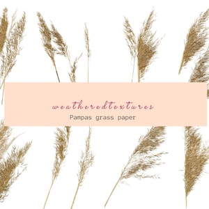 Clipart di erba di Pampa, clipart di erba secca, clipart di erba selvatica, 8 PNG, clipart di erba beige, bouquet essiccato floreale Boho, clipart di matrimonio