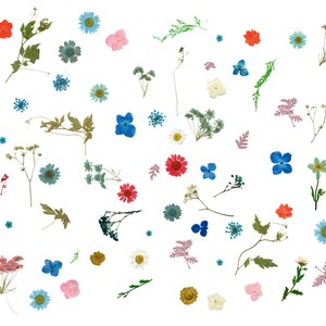 Clipart fleurs séchées : numérique herbier pressé fleur PNG pour faire-part de mariage bohème et créations artisanales, 75 éléments simples au format PNG.