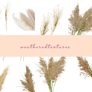 Clipart de grama de pampas, clipart de grama seca, clipart de grama selvagem, 10 PNG, clipart de grama bege, buquê floral Boho seco, clipart de casamento