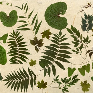 Paquete de imágenes prediseñadas de hojas: 18 archivos PNG de hojas verdes reales, imágenes prediseñadas digitales de hojas para invitaciones y álbumes de recortes.
