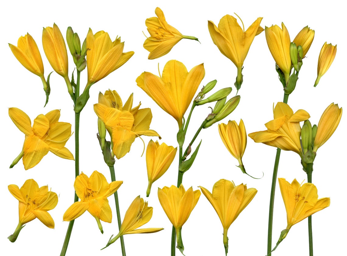 Yellow Flowers Clipart Flowers Clipart 19 Flower PNG Etsy