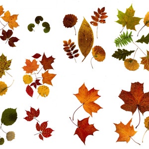 Pressed Leaves, Printable Pressed Leaves, Digital Download, Printable ...