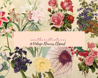 Vintage Botanical Illustration Clipart: Antique Flower Graphics (14 PNG Files) (Digital Download)