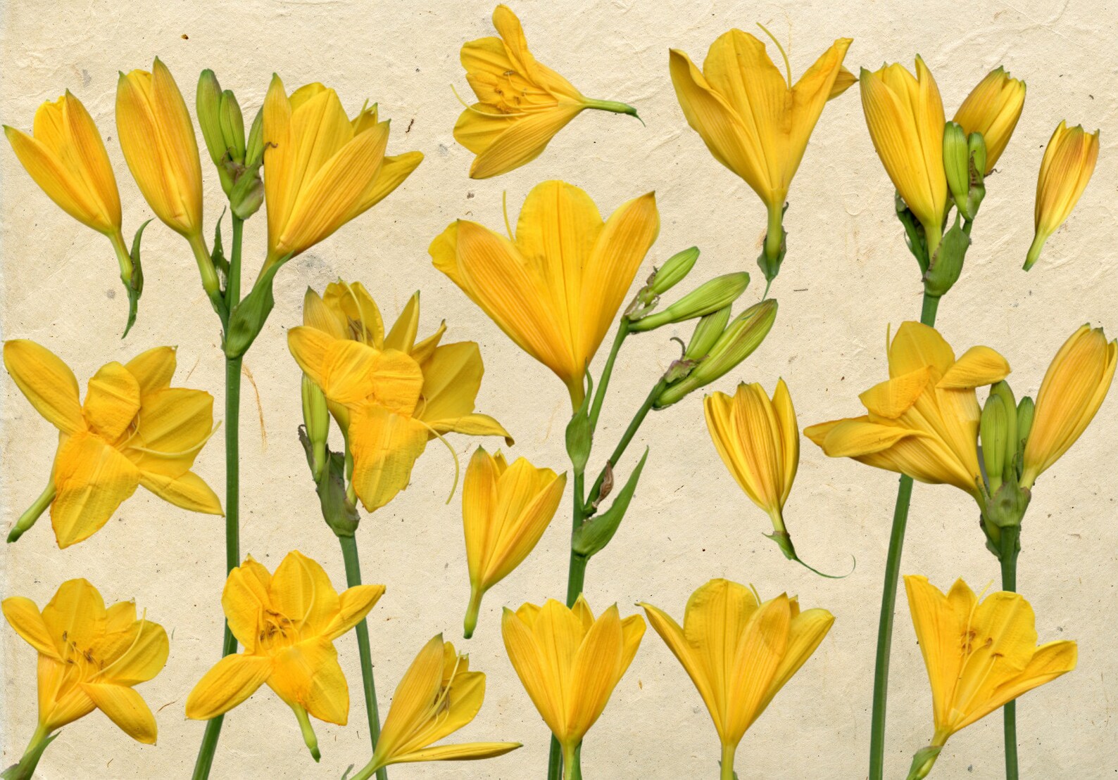 Yellow Flowers Clipart Flowers Clipart 19 Flower PNG Etsy