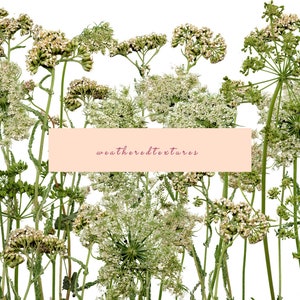Clipart de flores silvestres 19 PNG Clipart de flores secas, flor prensada seca PNG, clipart de flores, clipart de flores de herbário, flores digitais