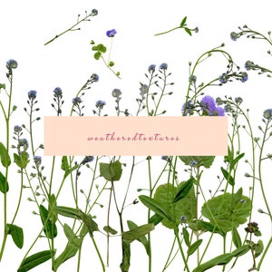 Blue Wildflower clipart 26 PNG fiori clipart, fiore pressato PNG, clipart fiori, clipart fiori erbario, fiori digitali