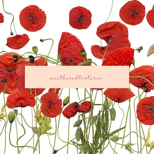 Coquelicot Clip Art, Clipart coquelicots rouges, clipart fleurs rouges, 41 coquelicots PNG, clipart floral, clipart botanique
