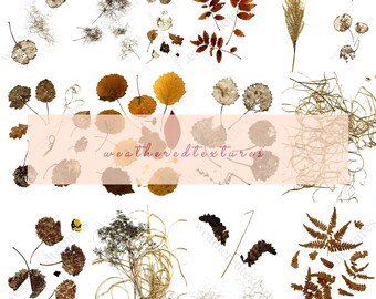Printable Pressed Leaves Digital Download Printable Art - Etsy