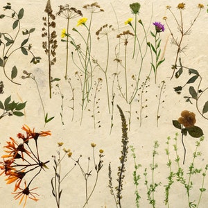 Pressed Flowers PNG, Dry Flowers Clipart,dried Pressed Flower PNG ...