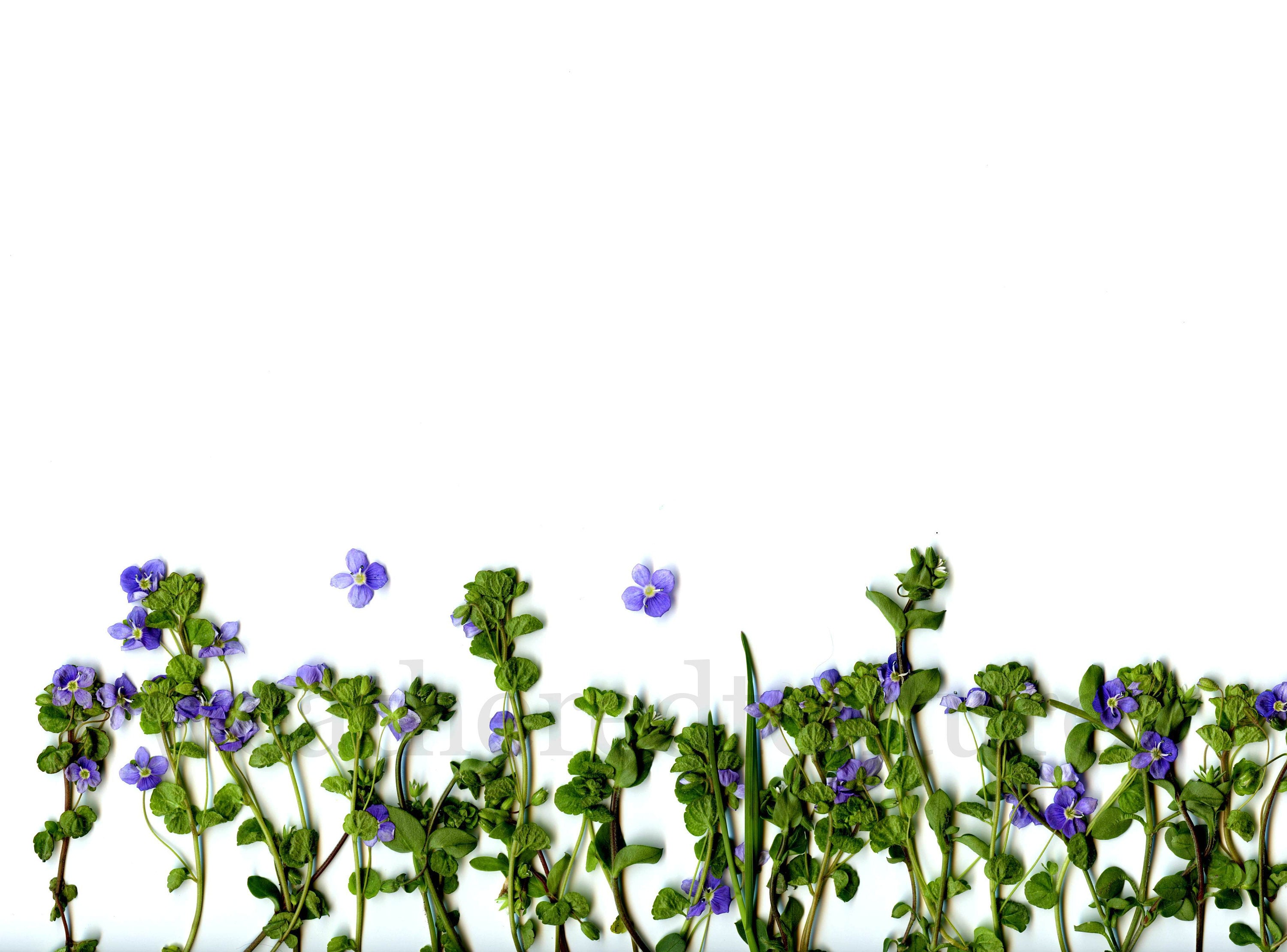 Pressed Flowers Pressed Leafs Printable Pressed Flowers - Etsy