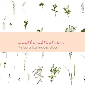 Pacote de clipart PNG de flores prensadas, 42 flores e ervas secas digitais, coleção de herbário botânico, clipart floral para design de artesanato