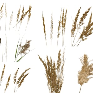Pacchetto di clipart di erba della pampa - 10 PNG di erba secca beige, erba selvatica boho e bouquet da sposa floreale da scaricare digitalmente