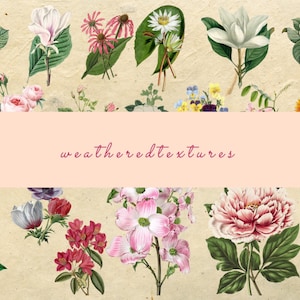 Clipart illustrations botaniques, 20 fichiers PNG, Clipart vintage, Illustration numérique, Art antique, imprimable, Illustration de fleurs, Kit 3