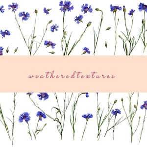 Kornblumen Clipart, Blaue Blumen Clipart, Blaue Wildblumen Clipart, Blaue Blumen ClipArt Sommer Rustikal Hochzeit, HochzeitSeinladung
