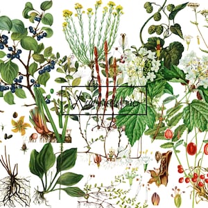 Imágenes prediseñadas de ilustraciones botánicas, 12 archivos PNG, imágenes prediseñadas botánicas vintage, ilustración digital, arte antiguo, ilustración de flores, kit 4