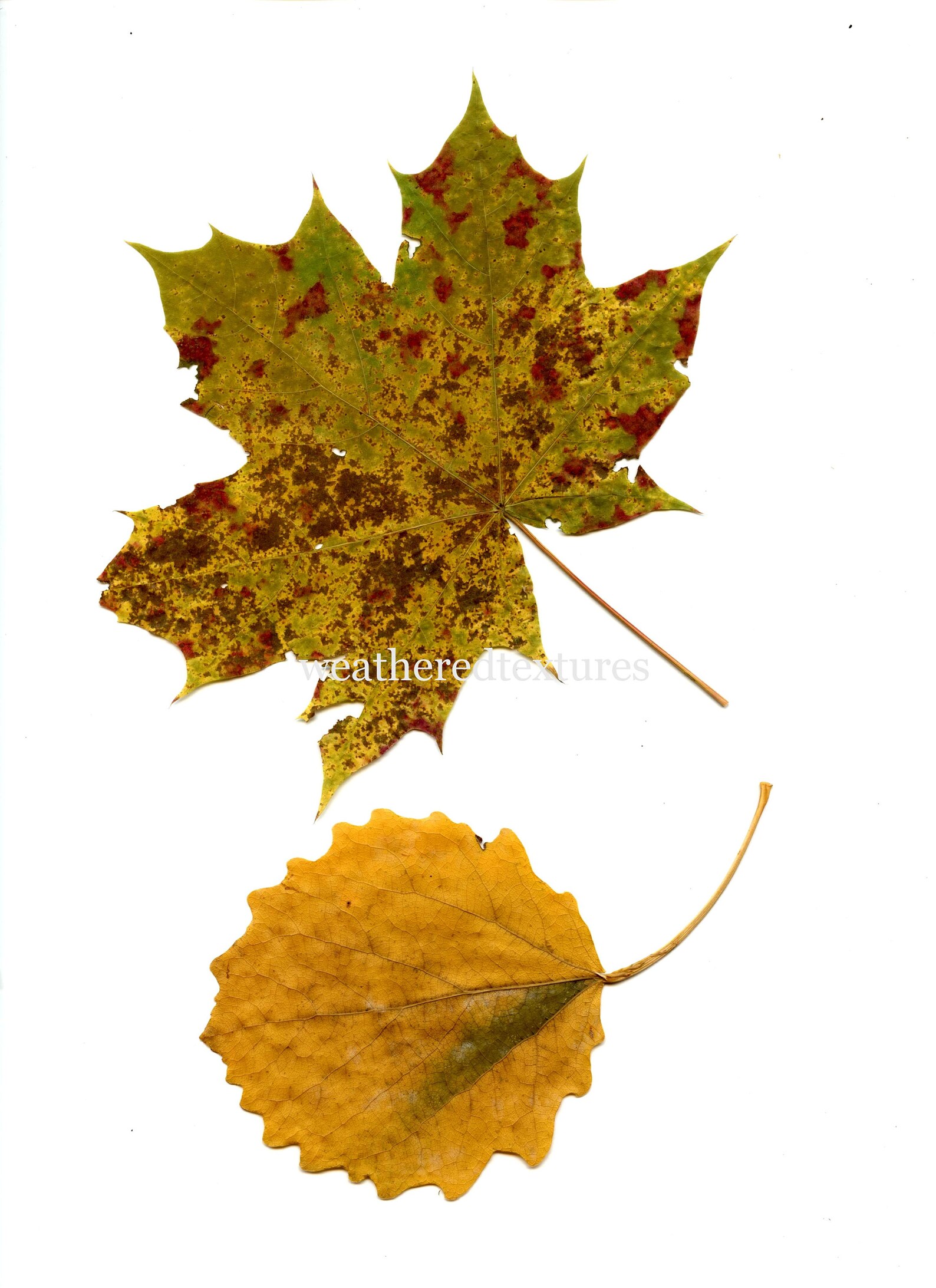 Free Leaves Printables