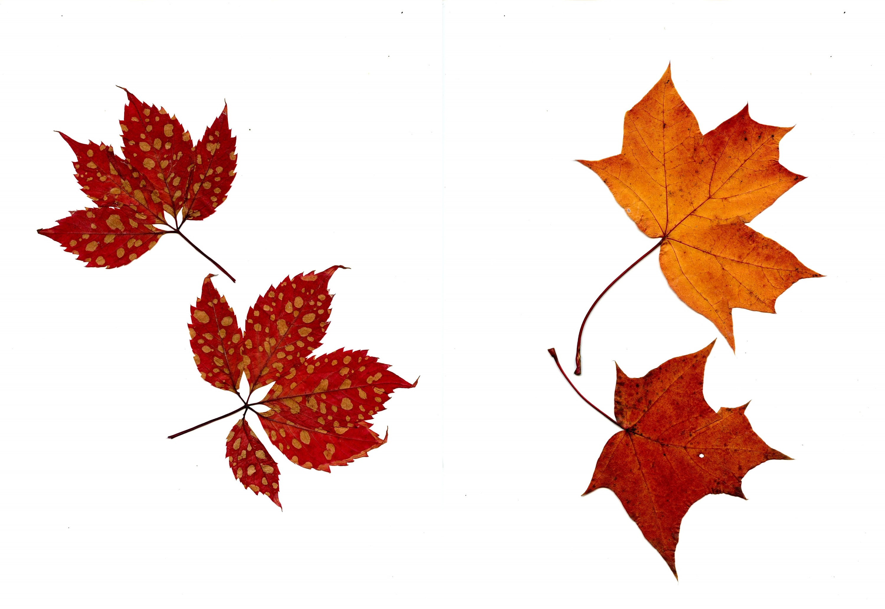 Pressed Leaves Printable Pressed Leaves Digital Download - Etsy